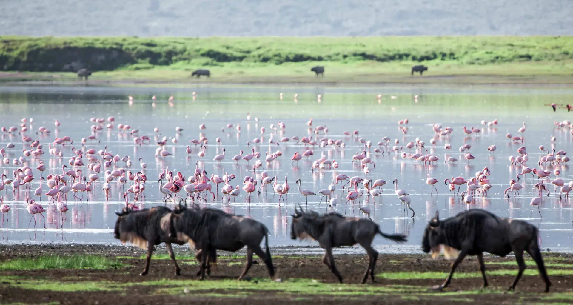 1-Day Ngorongoro Day Trip from Zanzibar