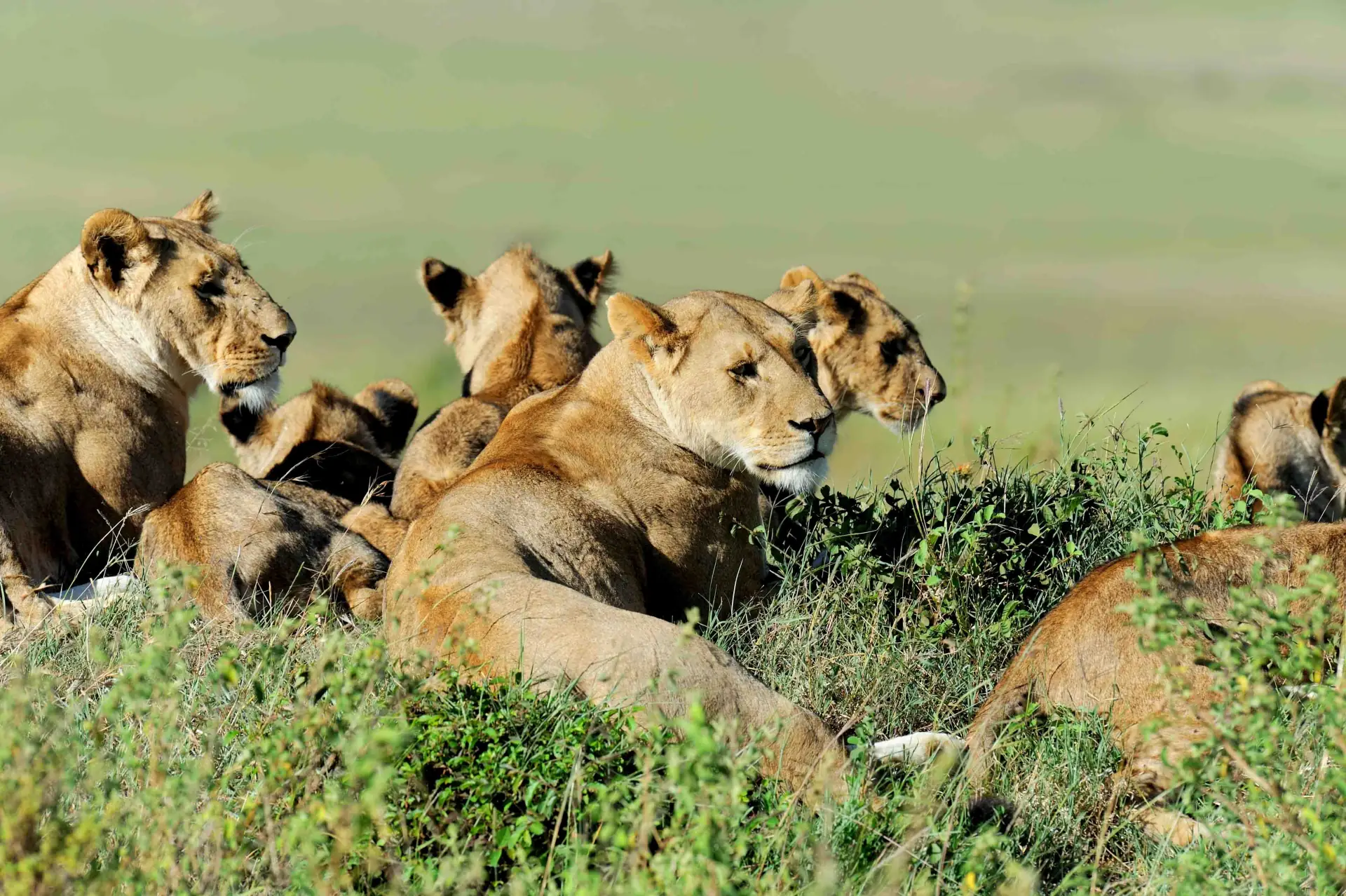 5-Day Calving Season Safari — Ndutu (Jan–Mar)