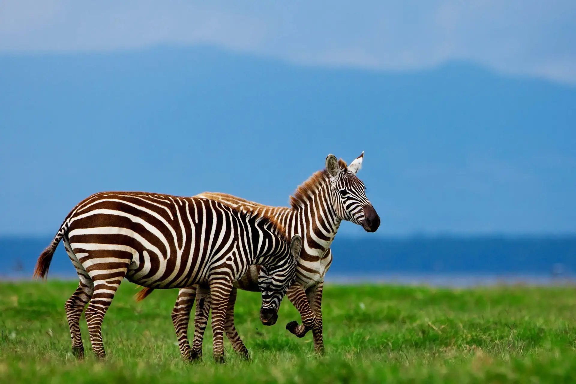 Ngorongoro Crater