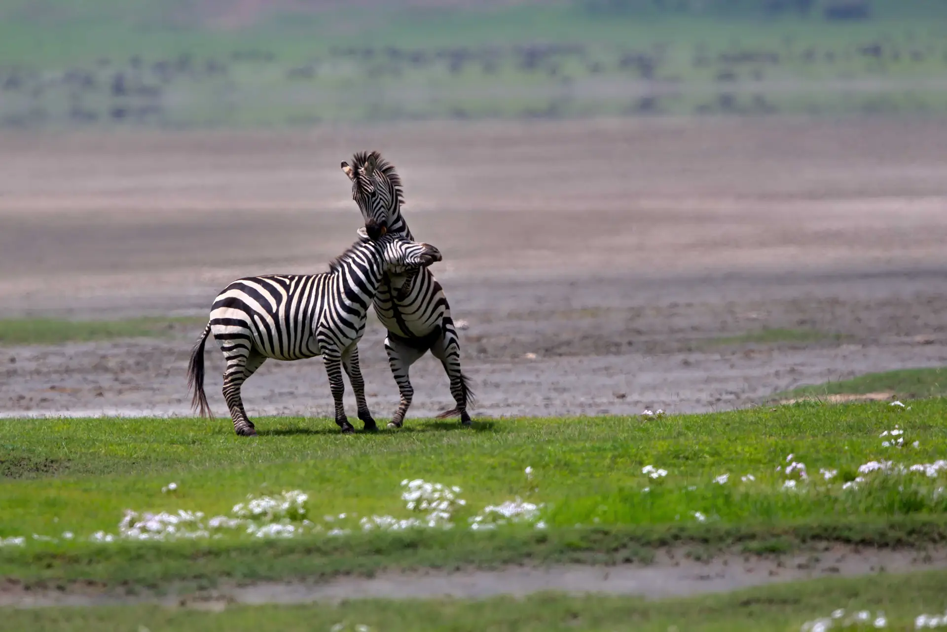 3 Day Safari from Zanzibar: Northern Circuit Active