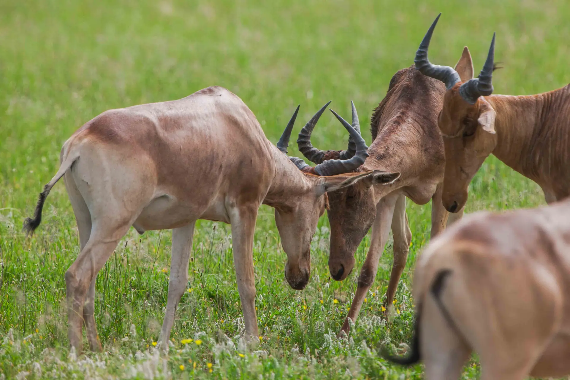 Central Serengeti landscape; property photographs on request