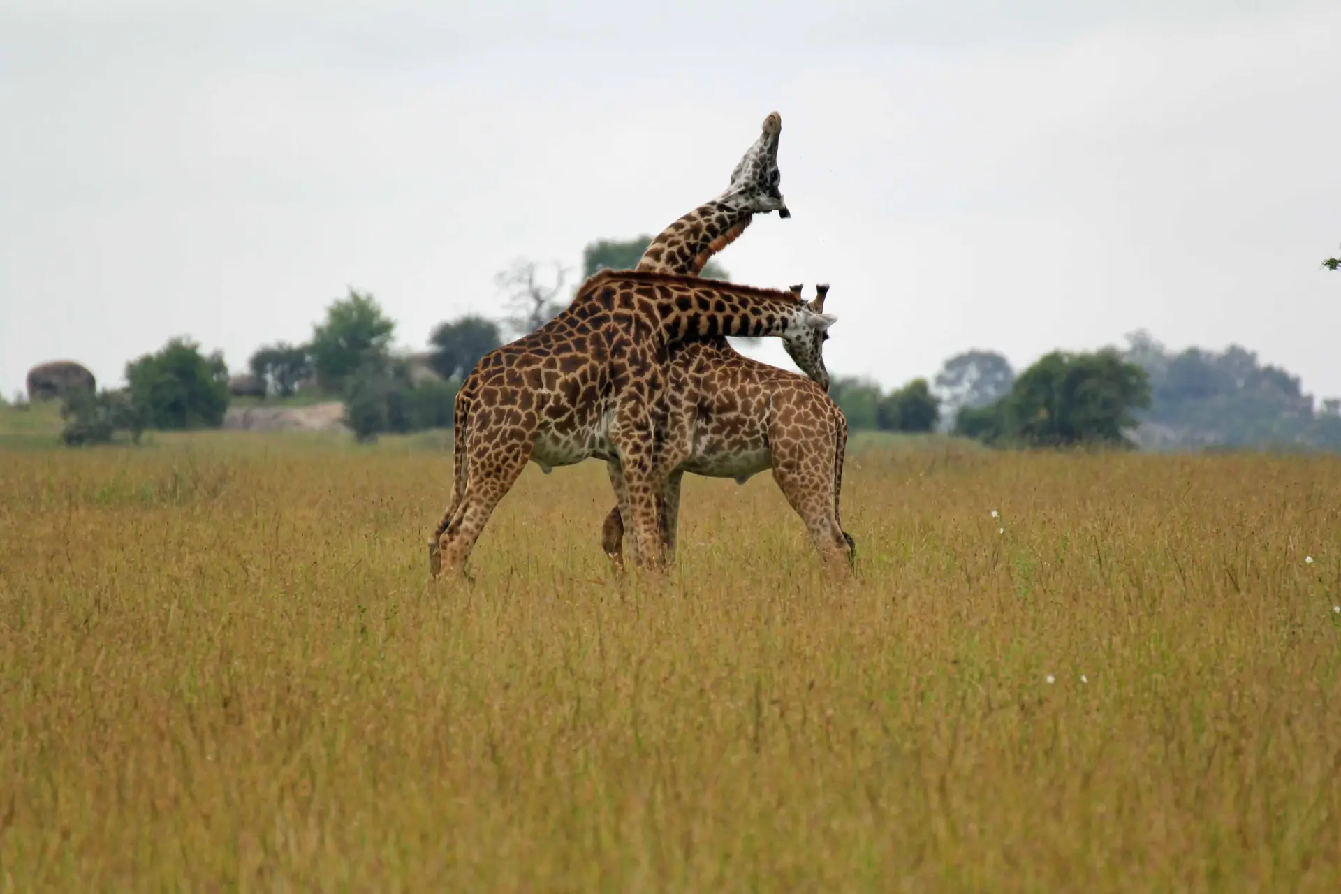 Serengeti landscape in Tanzania