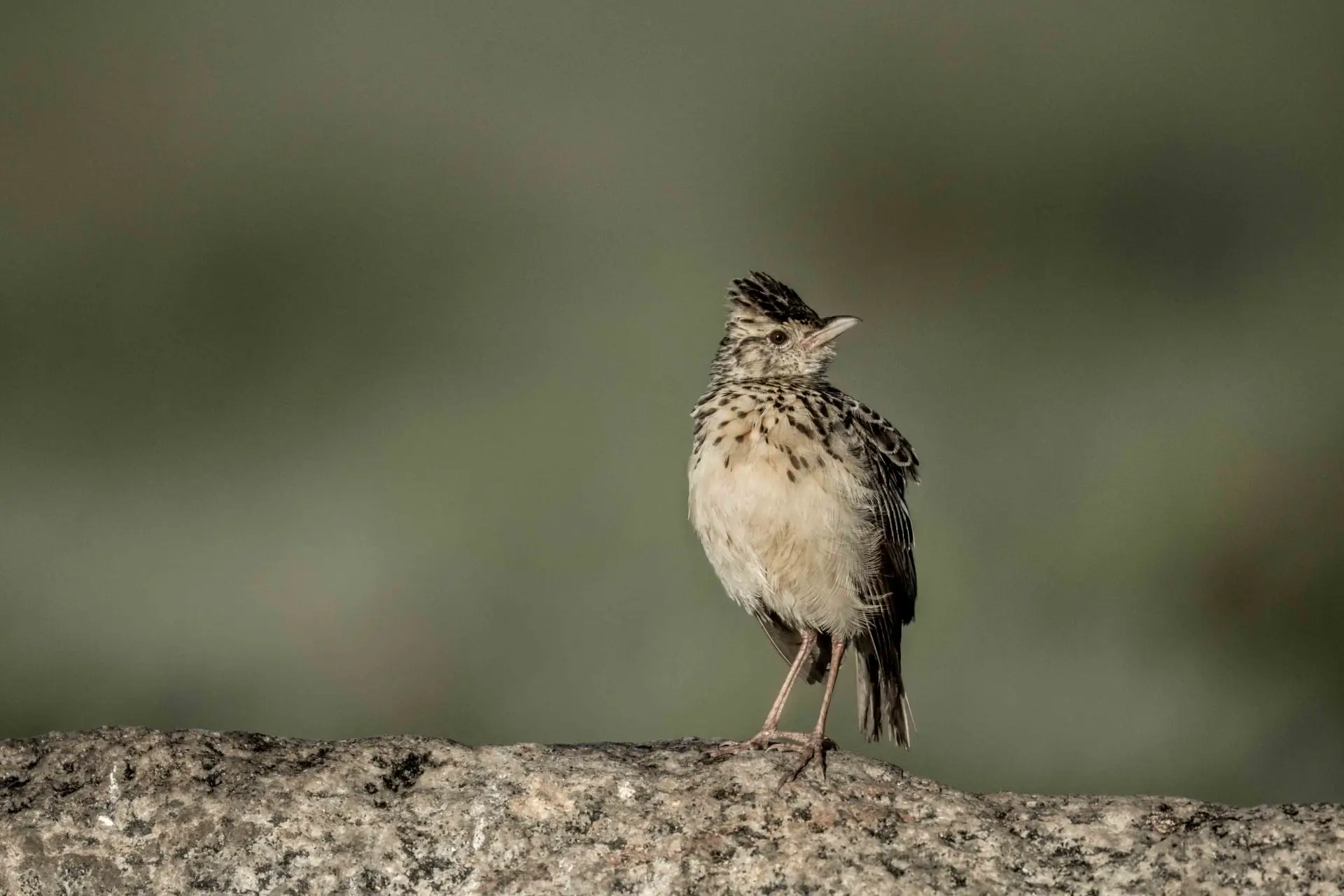 Central Serengeti landscape; property photographs on request