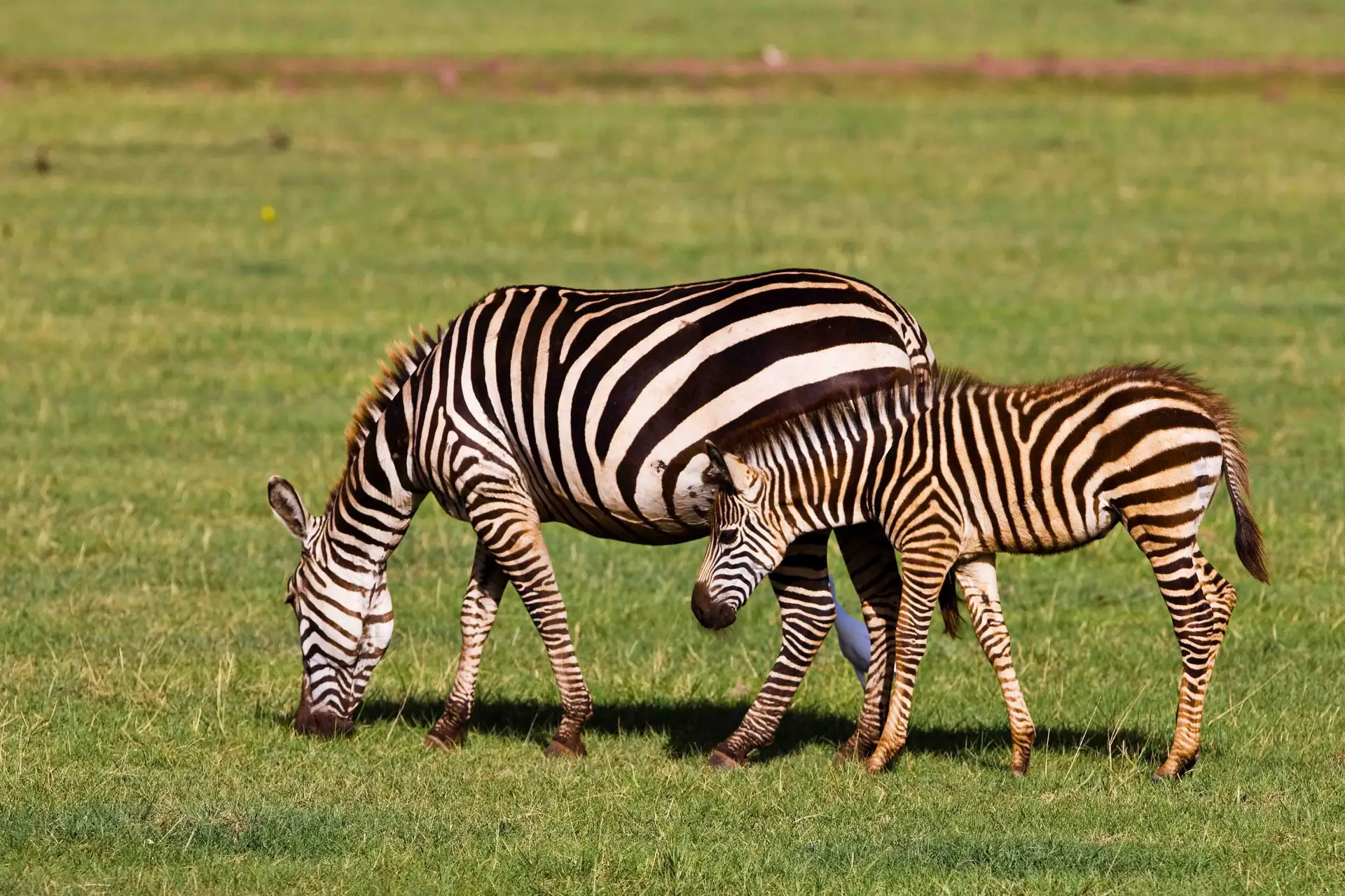Arusha National Park