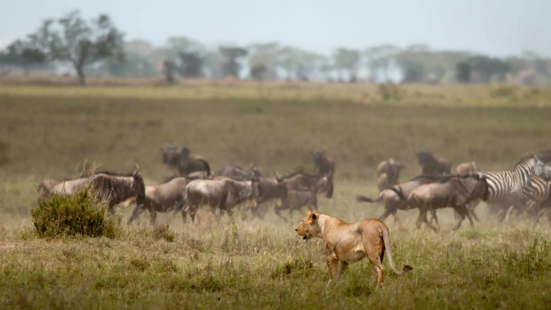 Northern Serengeti