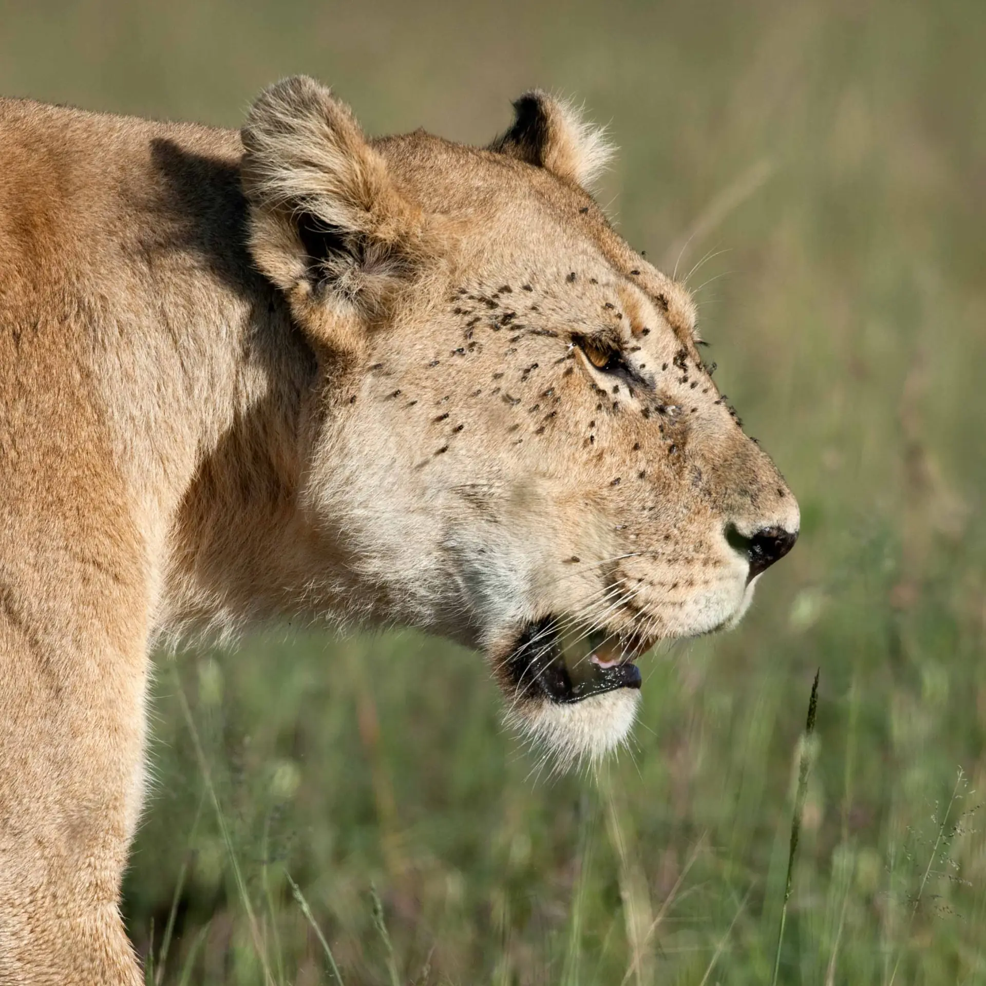 Luxury Safari