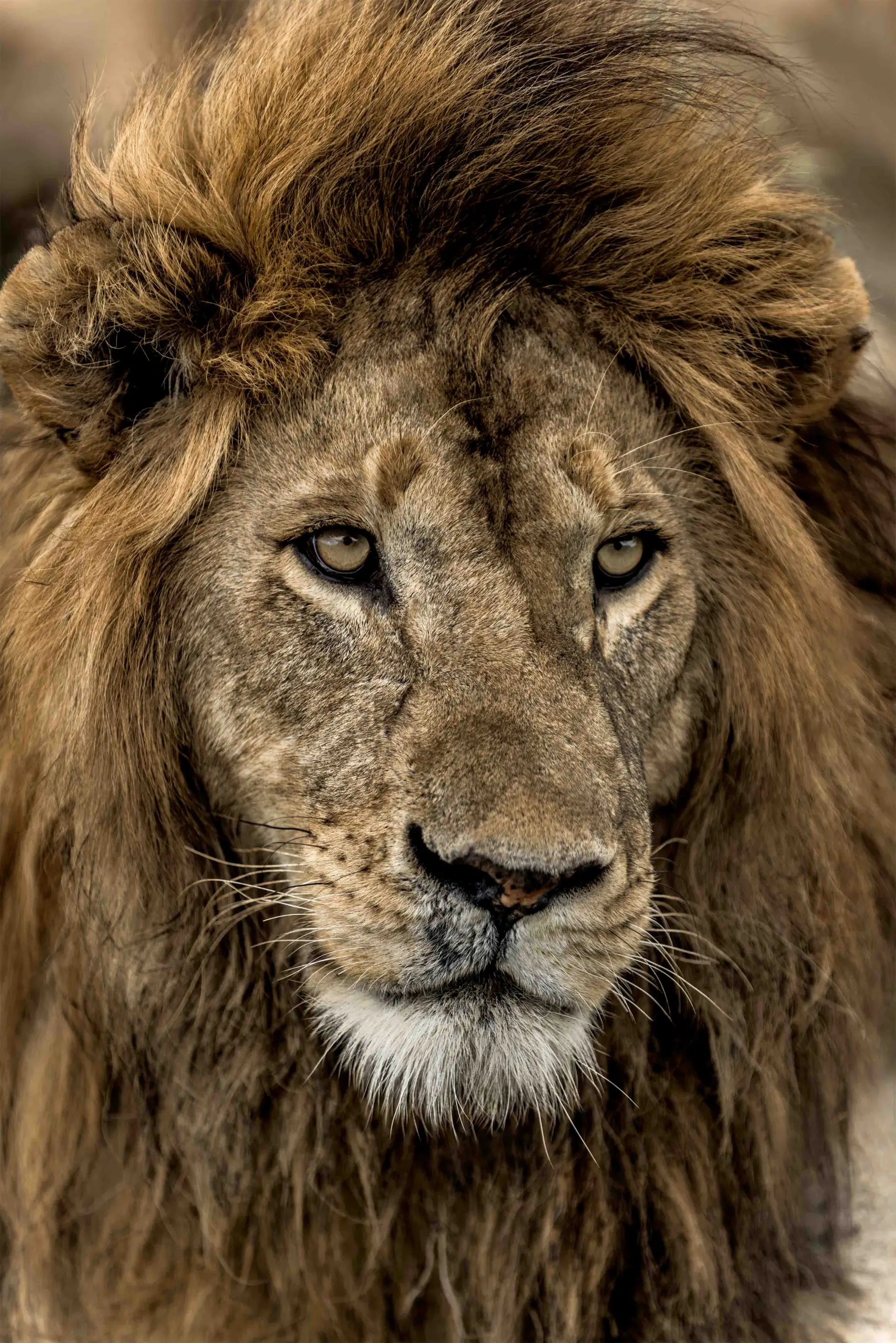 Northern Serengeti