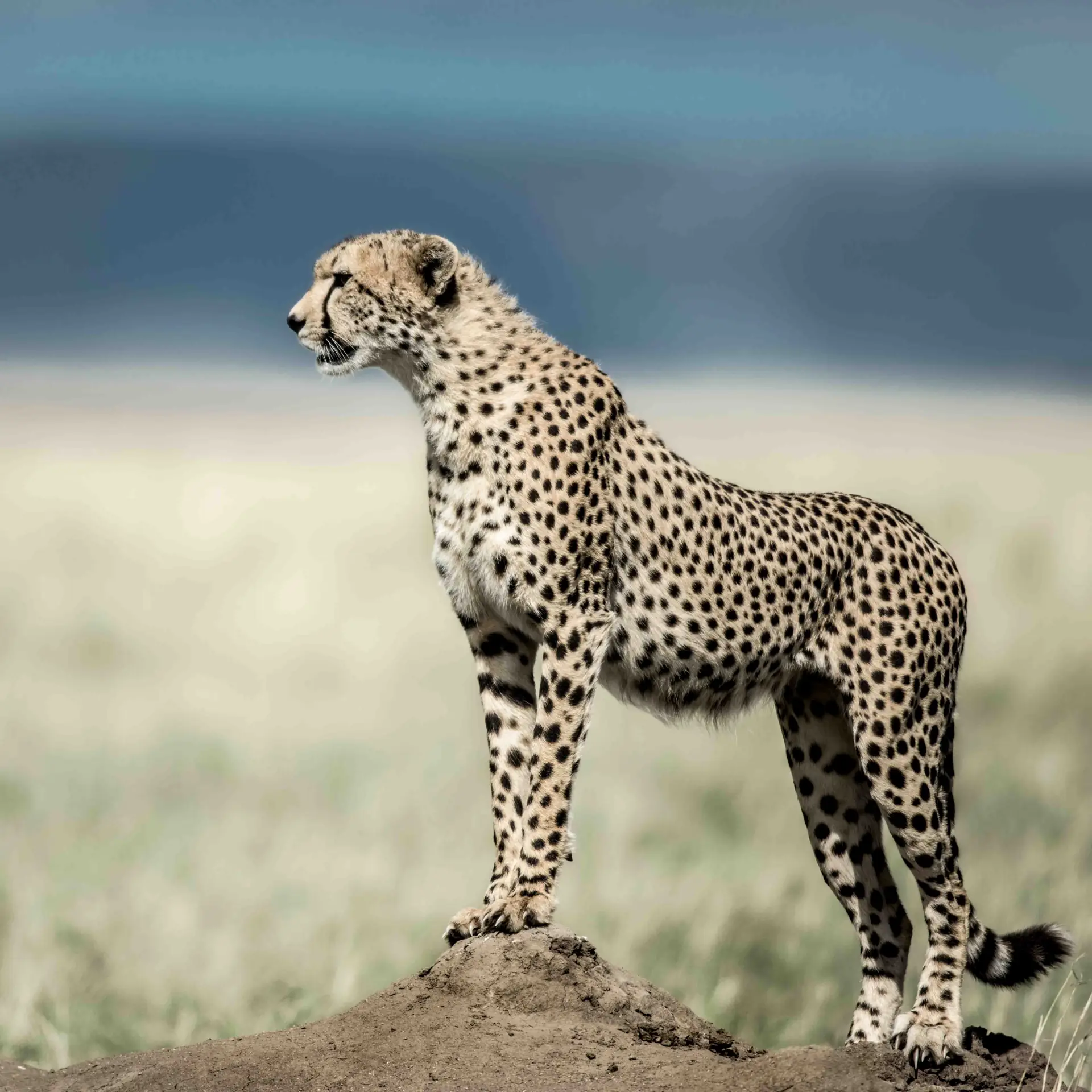 Landscape from our Tanzania travel collection