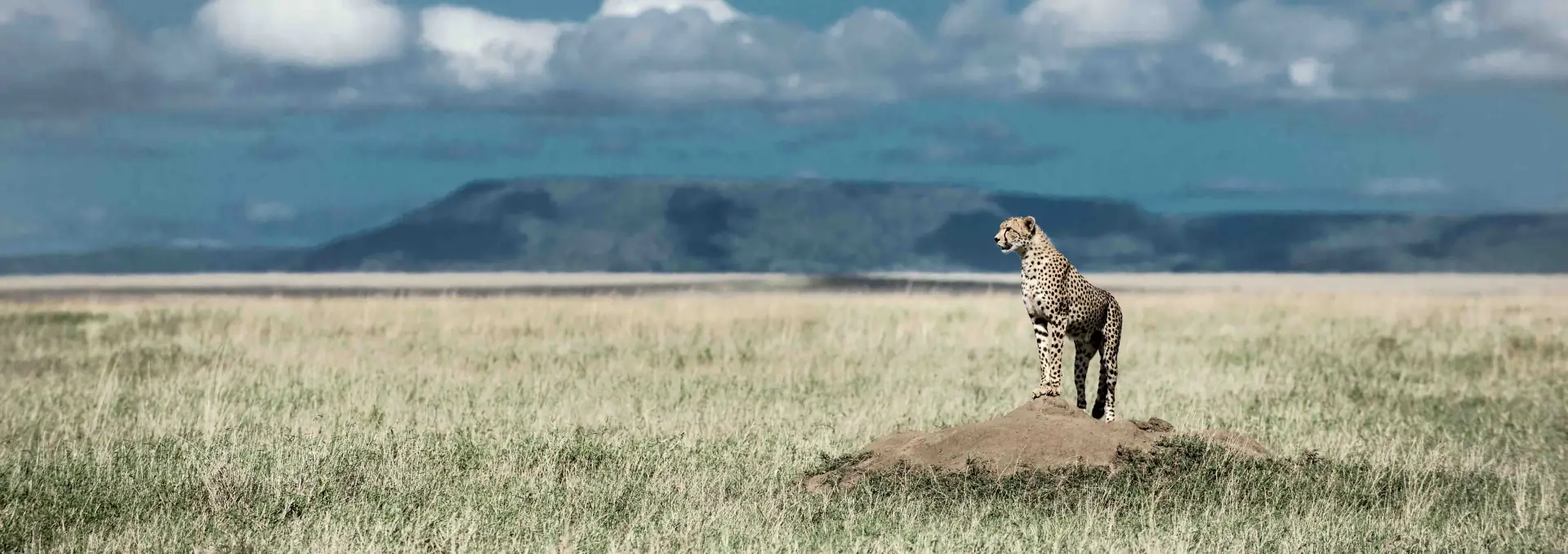 Arusha City landscape; property photographs on request