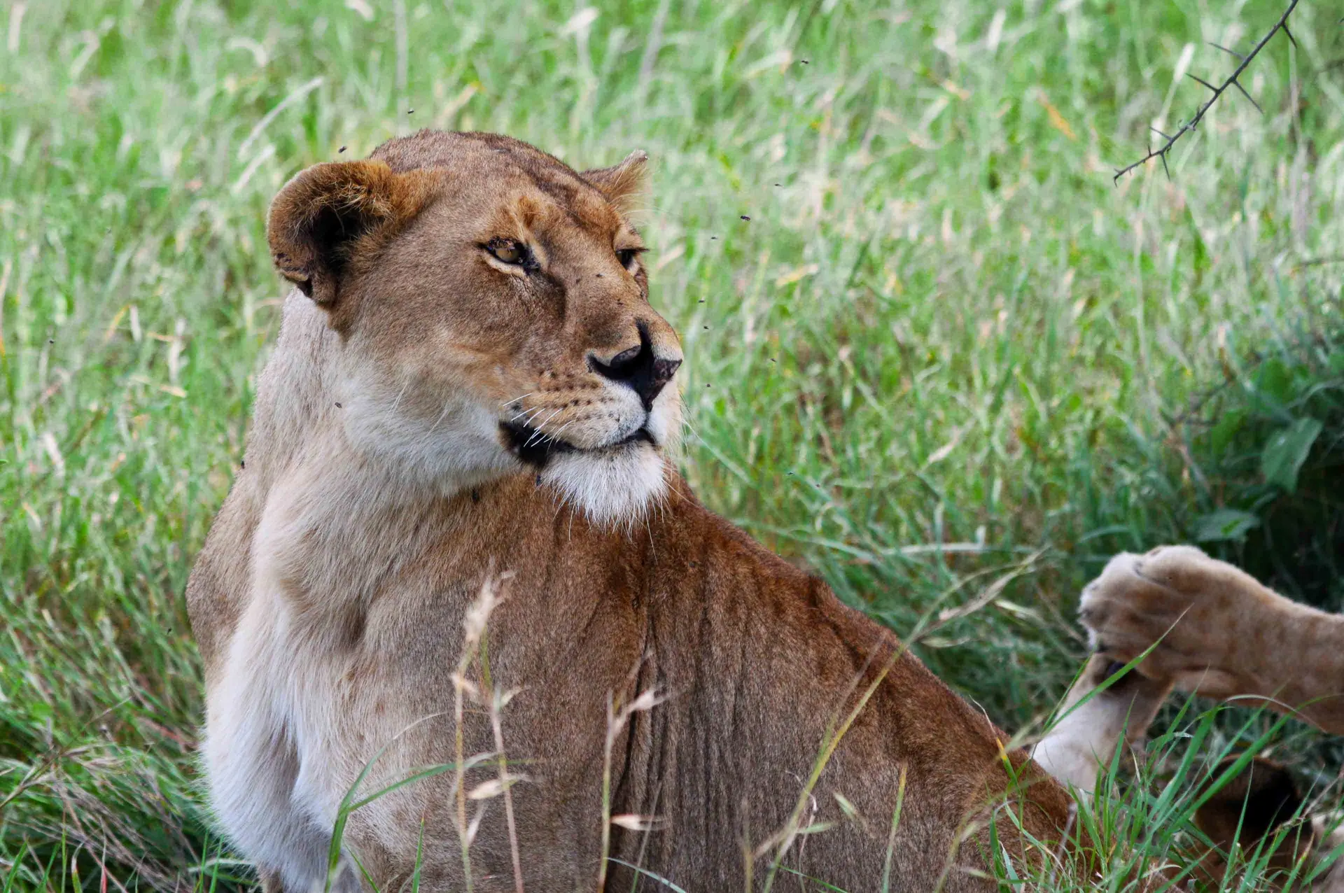 Central Serengeti landscape; property photographs on request