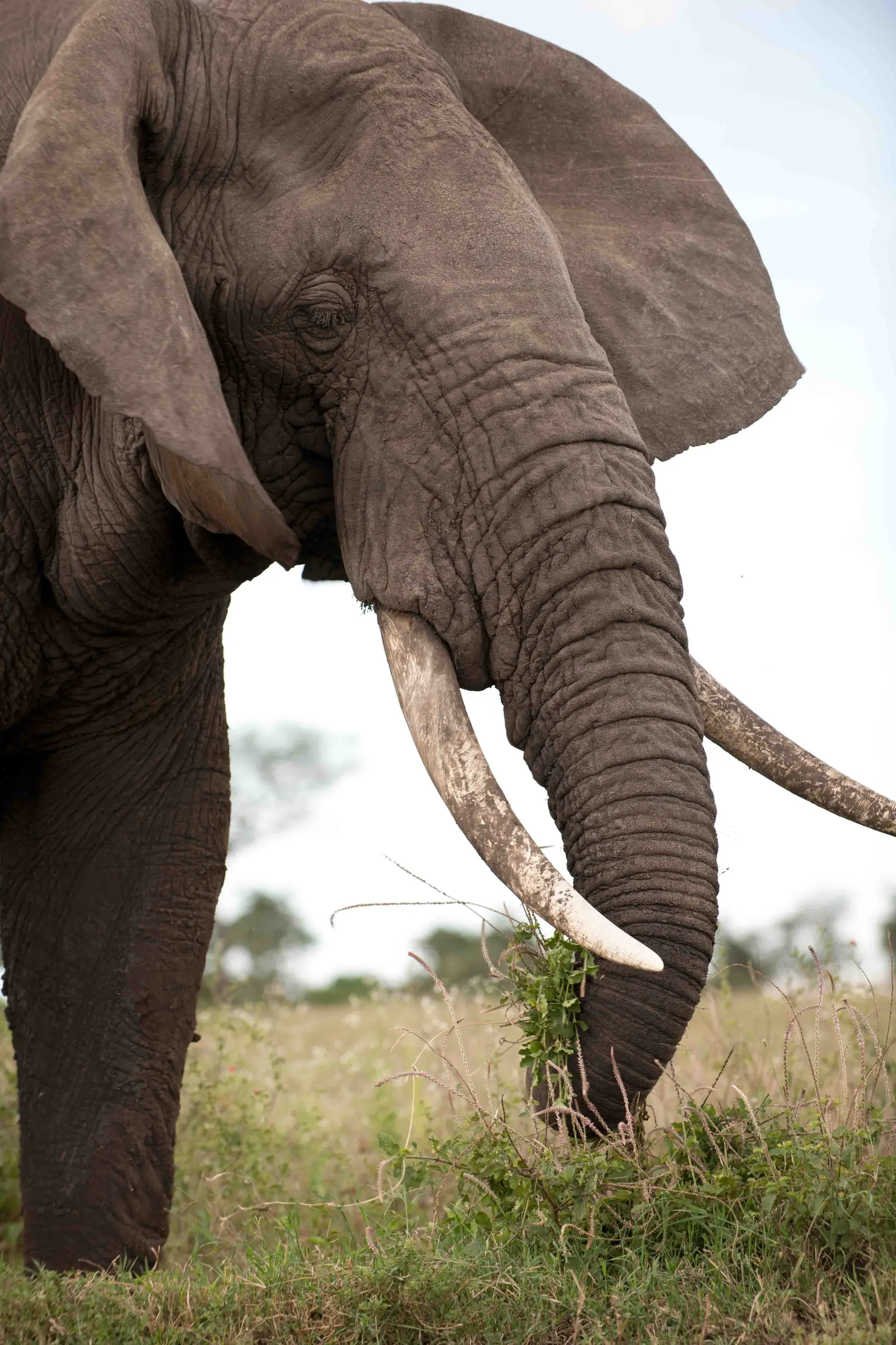 Northern Serengeti