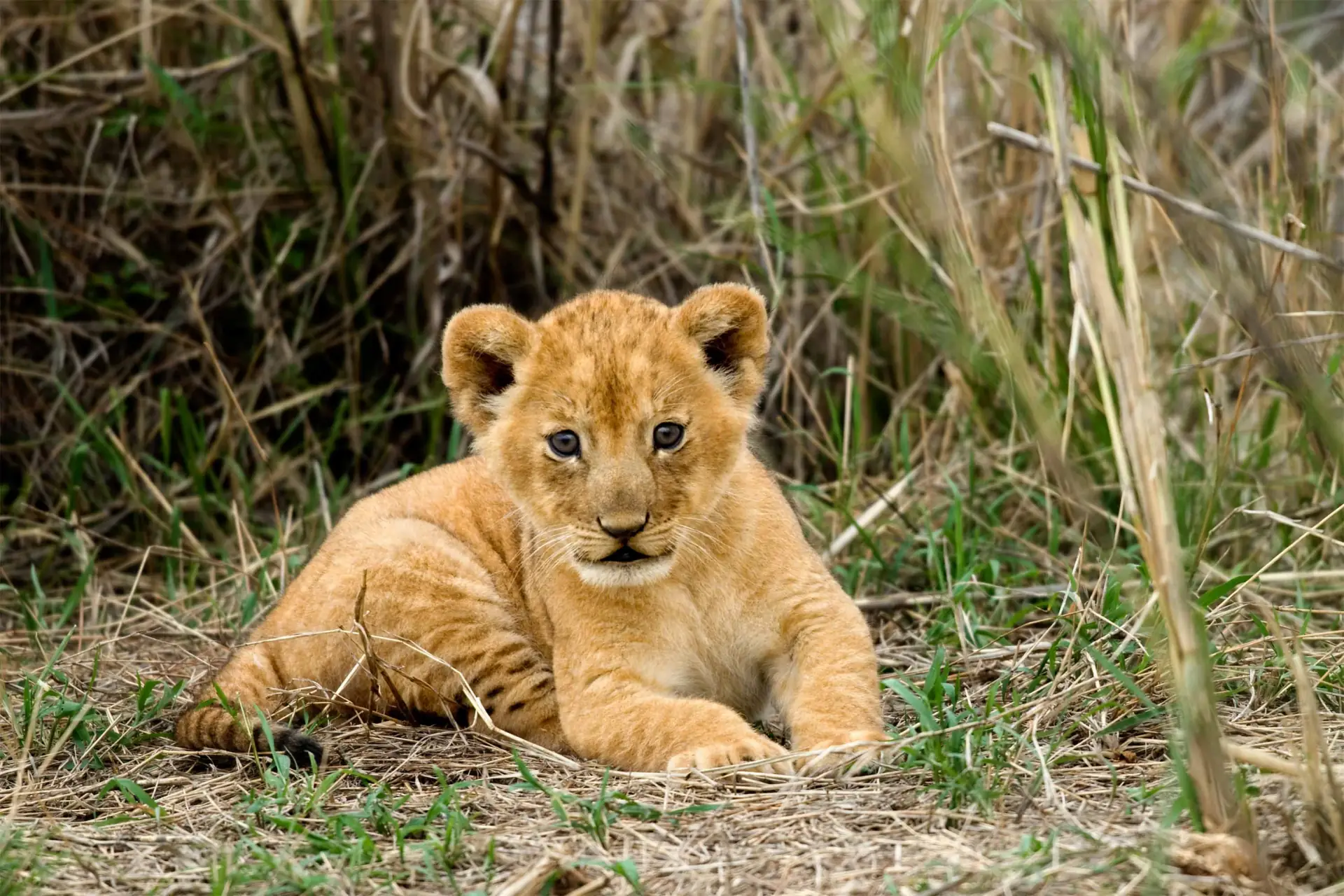 Serengeti — 4 Nights All Zones