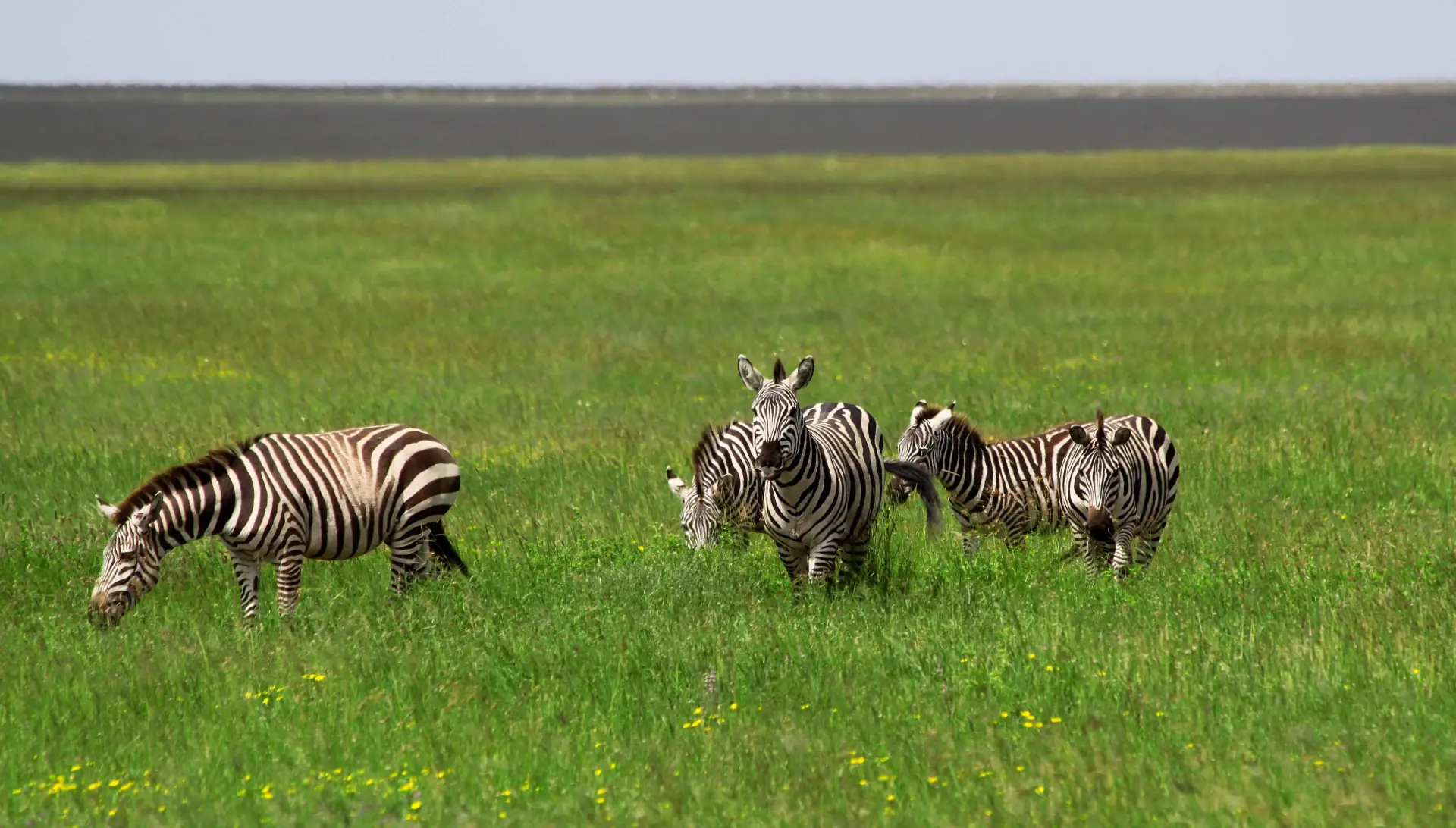Central Serengeti landscape; property photographs on request