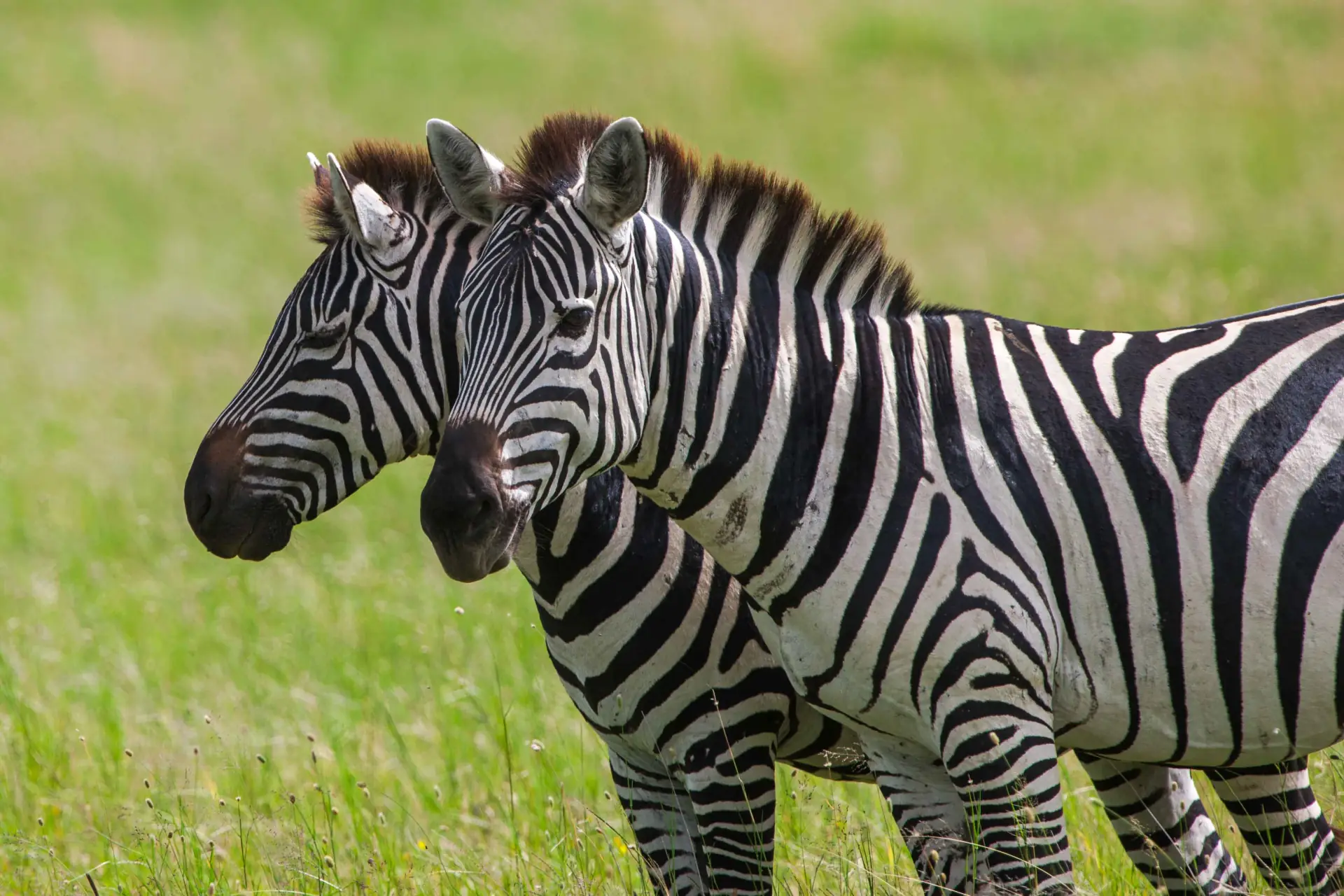 Central Serengeti landscape; property photographs on request