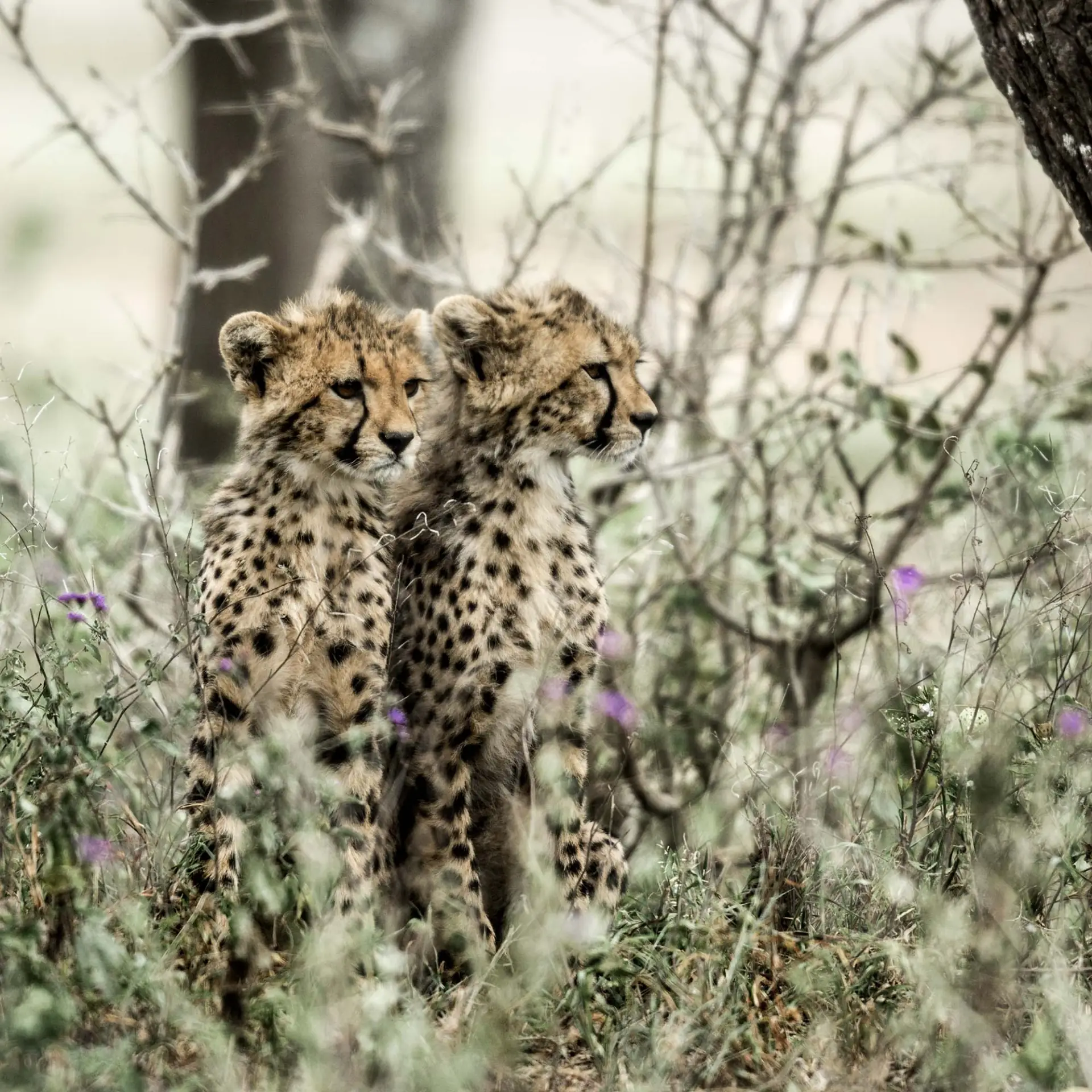 Central Serengeti landscape; property photographs on request
