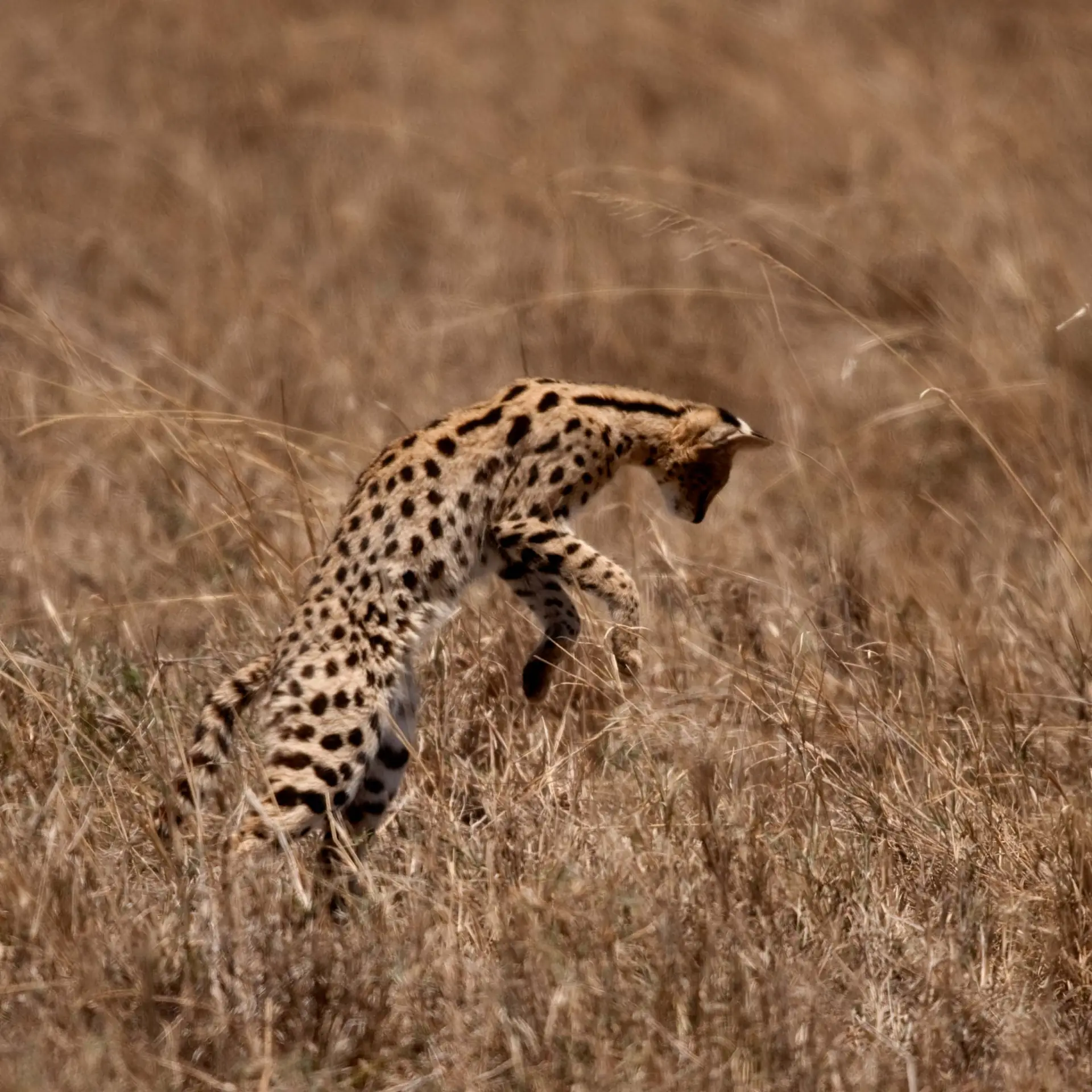 Central Serengeti landscape; property photographs on request