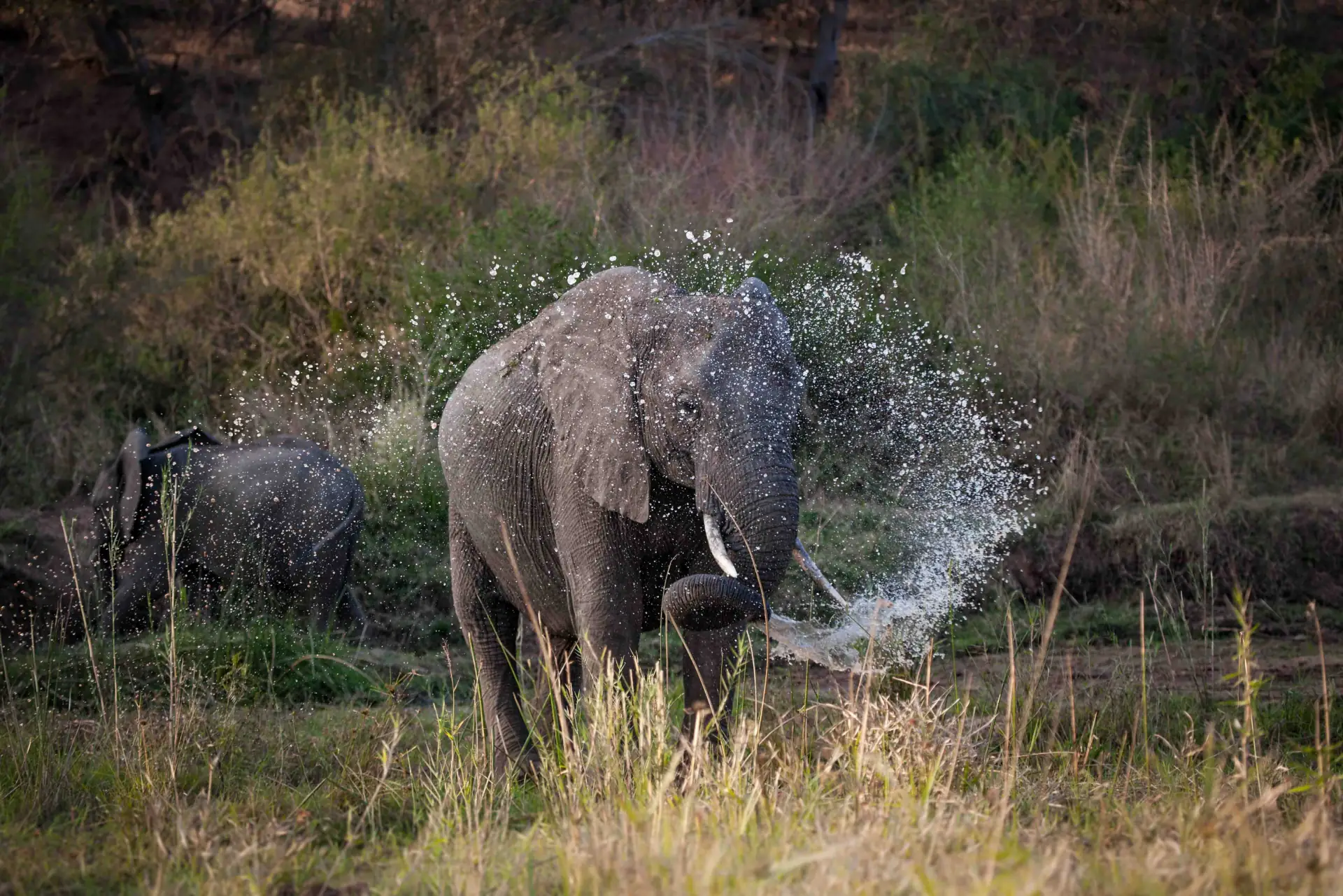 Tarangire National Park