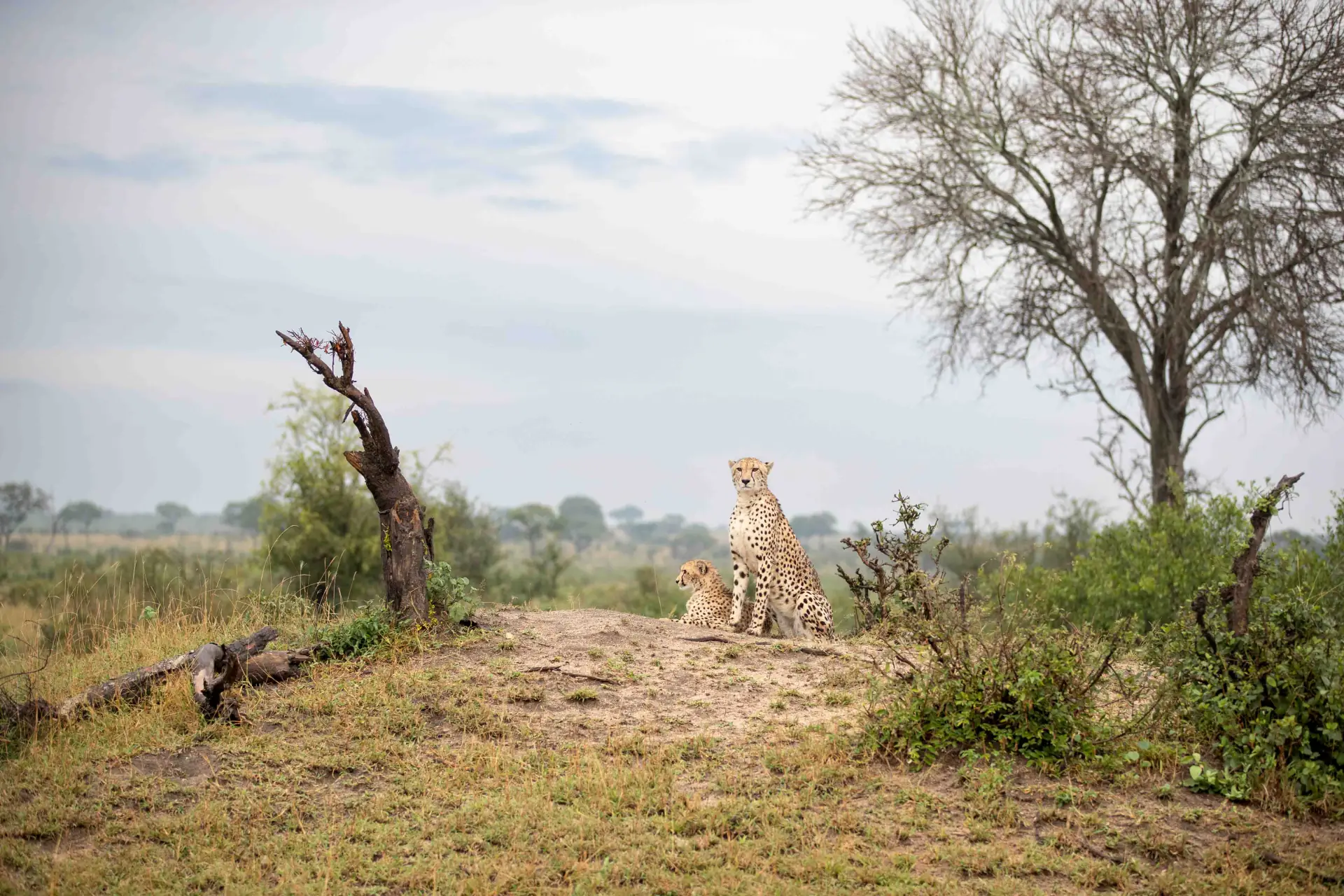 Tarangire National Park